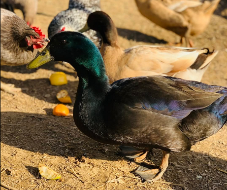 Gomez the duck