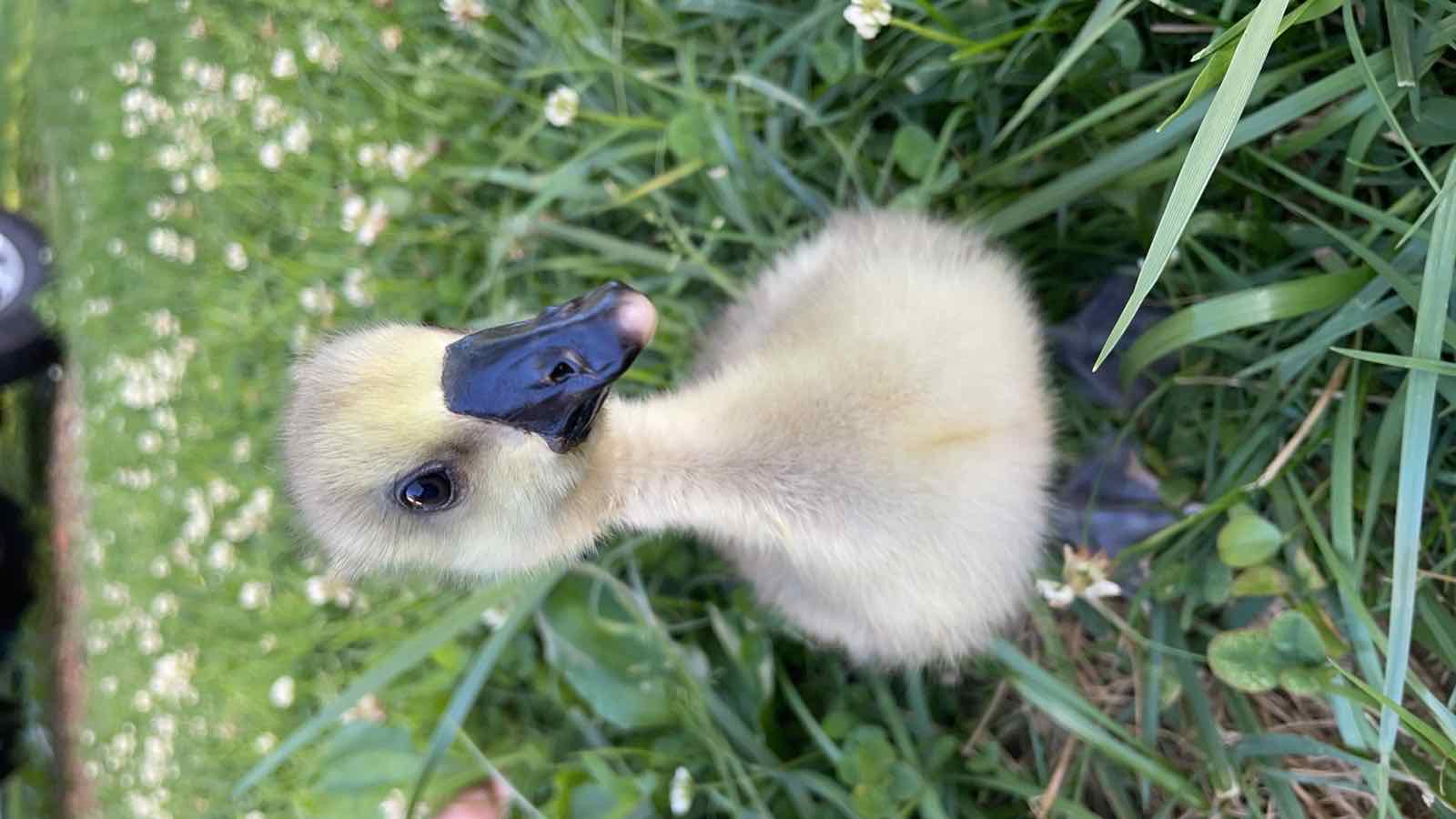 Goose on the homestead