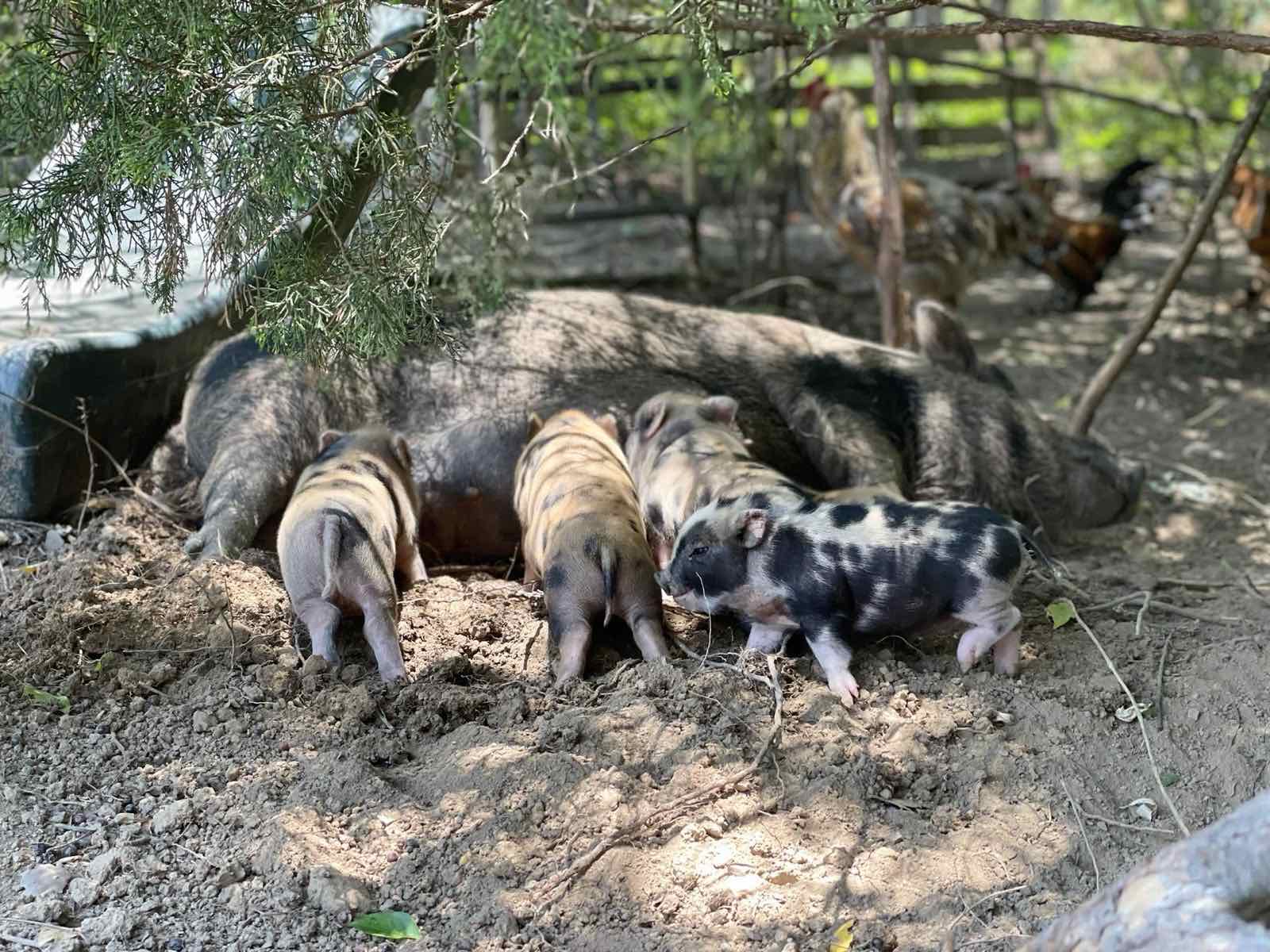 Pumpkin feeding the piglets