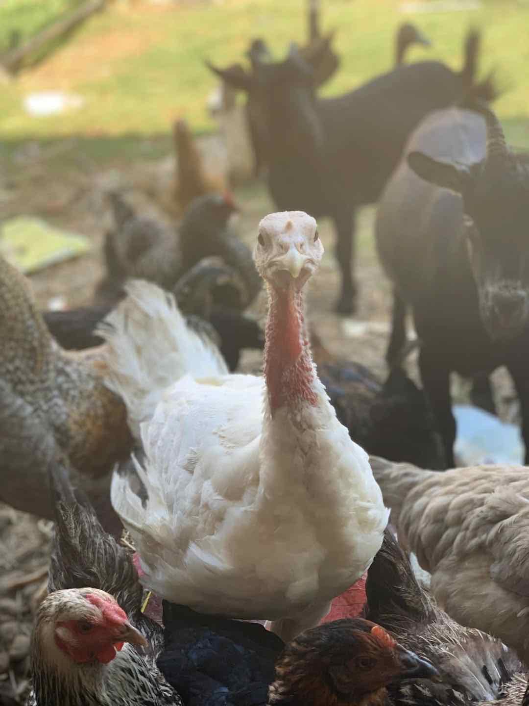 Turkey on the homestead