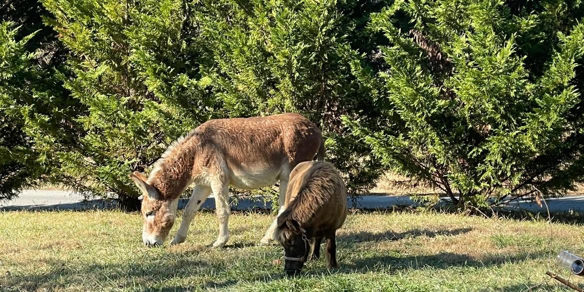 Feeding on the homestead
